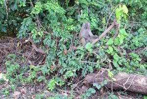 From Nairobi: Masai Mara 6-day Budget Safari