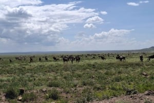 From Nairobi: Masai Mara 6-day Budget Safari