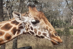 From Nairobi: Masai Mara National Reserve Safari