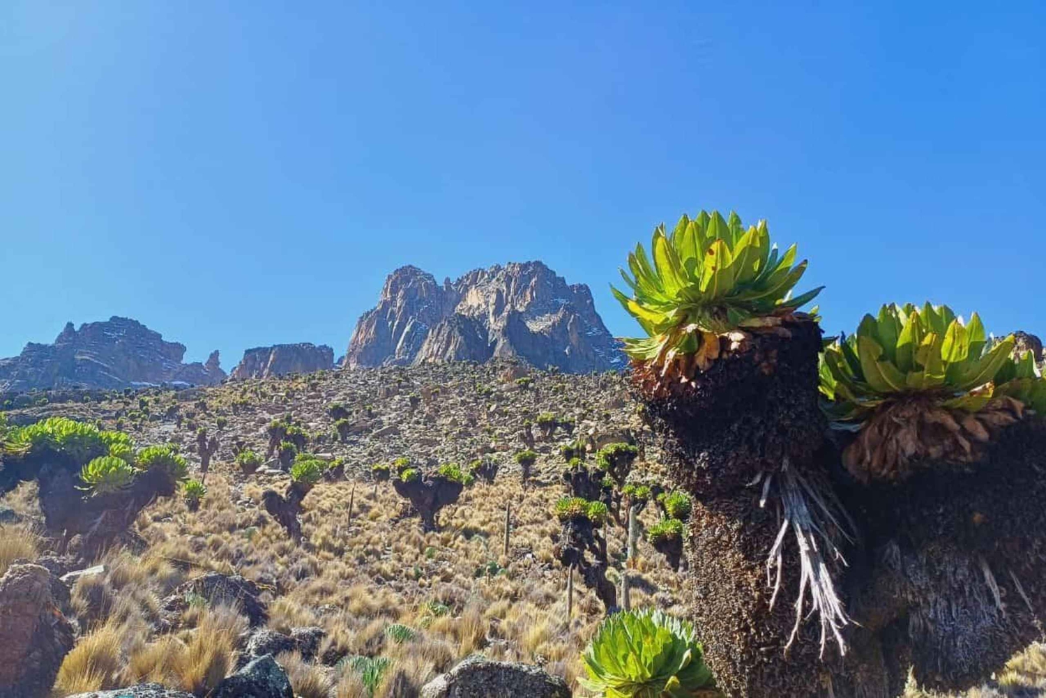 Från Nairobi: 4-dagars vandring på Mount Kenya