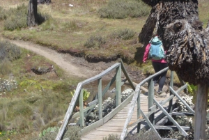 Depuis Nairobi : Trek de 4 jours au Mont Kenya