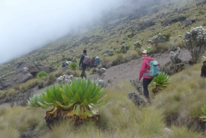 Depuis Nairobi : Trek de 4 jours au Mont Kenya