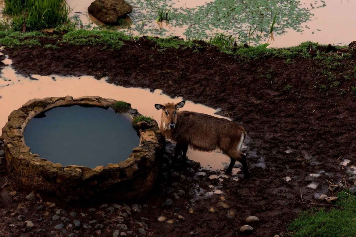 Von Nairobi aus: Mount Kenia Safari mit Übernachtung