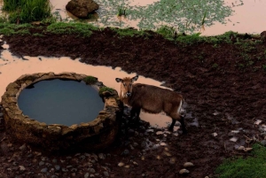 Von Nairobi aus: Mount Kenia Safari mit Übernachtung