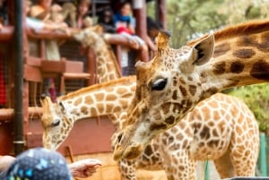 From Nairobi: Nairobi Giraffe Centre Guided Tour