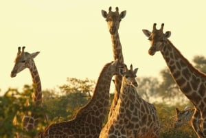 From Nairobi: Nairobi Giraffe Centre Guided Tour