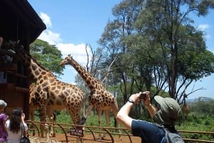 From Nairobi: Nairobi Giraffe Centre Guided Tour