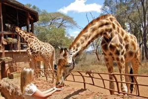 From Nairobi: Nairobi Giraffe Centre Guided Tour