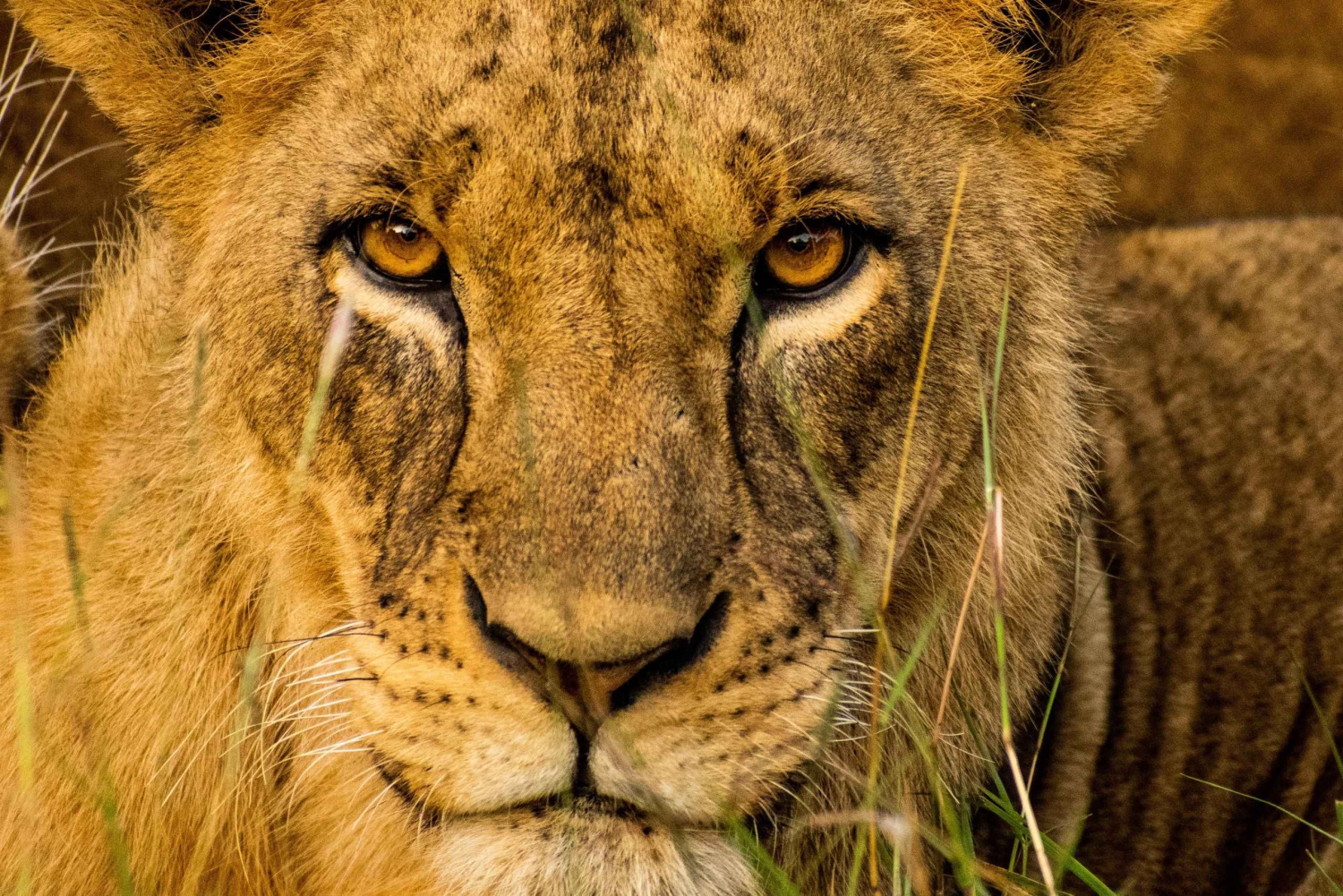 Nairobista: kansallispuisto, Baby Elephant & Giraffe Centre (vauvanorsu ja kirahvi)