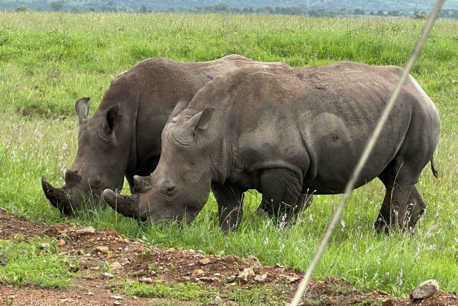 ナイロビ発：国立公園、赤ちゃんゾウ、キリン センター