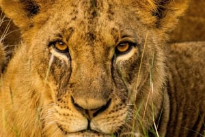 Von Nairobi aus: Nationalpark, Elefantenbaby- und Giraffenzentrum