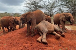 Nairobista: kansallispuisto, Baby Elephant & Giraffe Centre (vauvanorsu ja kirahvi)