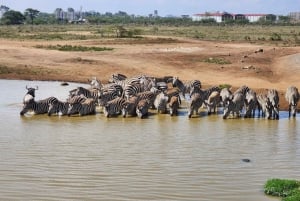 From Nairobi: National Park, Baby Elephant & Giraffe Centre