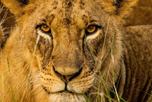 ナイロビ発：国立公園、赤ちゃんゾウ、キリン センター