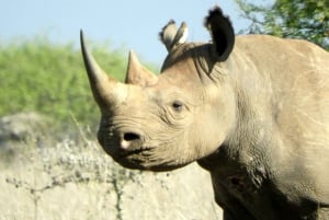 Ol Pejeta Conservancy Day tour & Game Drive from Nairobi