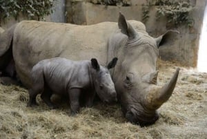 From Nairobi: Ol Pejeta Conservancy Day Tour