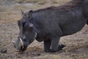 From Nairobi: Ol Pejeta Conservancy Day Tour