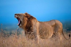 Von Nairobi aus: Ol Pejeta Conservancy Tagestour