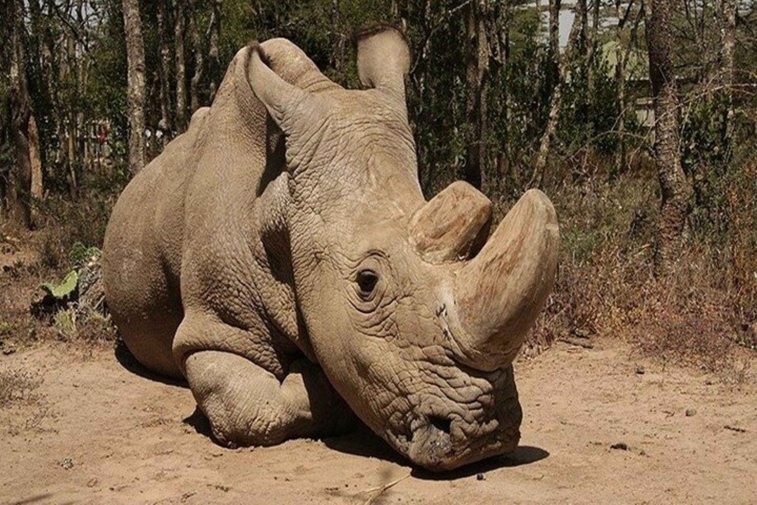 From Nairobi: Ol Pejeta Conservancy Day Trip with Game Drive