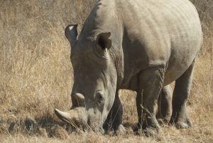 Ol Pejeta Conservancy Day tour & Game Drive from Nairobi