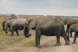 Ol Pejeta Conservancy Day tour & Game Drive from Nairobi