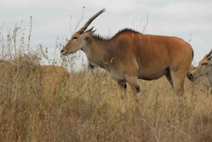 Ol Pejeta Conservancy Day tour & Game Drive from Nairobi