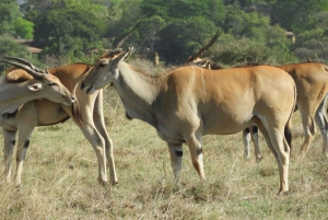 Ol Pejeta Conservancy Day tour & Game Drive from Nairobi