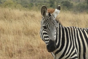 Ol Pejeta Conservancy Day tour & Game Drive from Nairobi