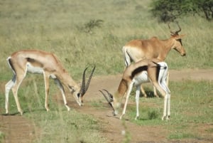 Ol Pejeta Conservancy Day tour & Game Drive from Nairobi