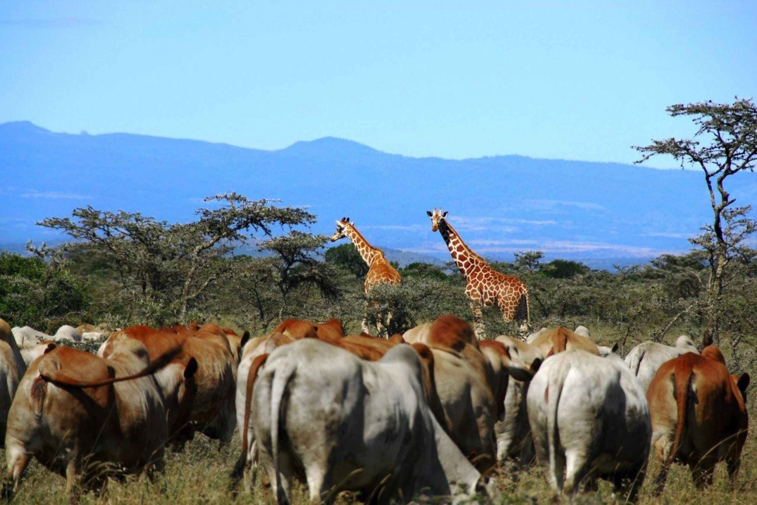 Depuis Nairobi Visite guidée d'une journée de la réserve naturelle d'Ol Pejeta