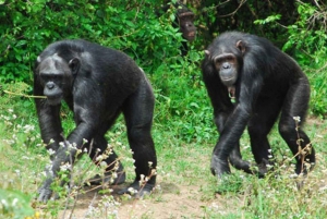 Au départ de Nairobi : Visite privée de la réserve naturelle d'Ol Pejeta