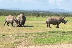 Au départ de Nairobi : Visite privée de la réserve naturelle d'Ol Pejeta