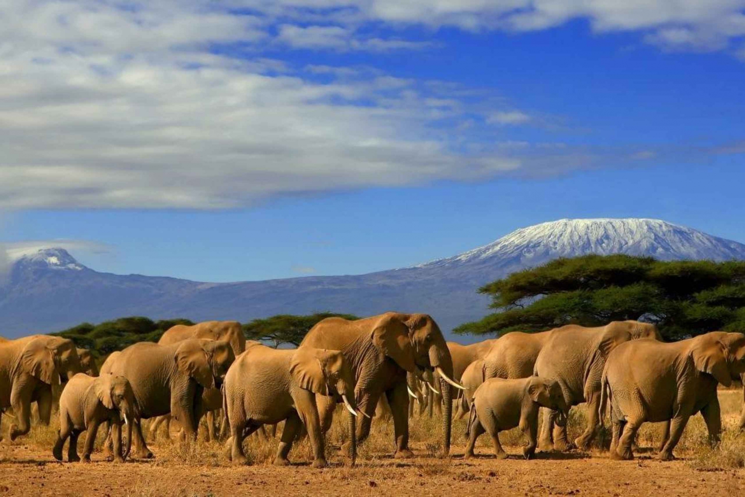 De Nairóbi ou Mombasa: Parque Nacional Amboseli - excursão de 3 dias