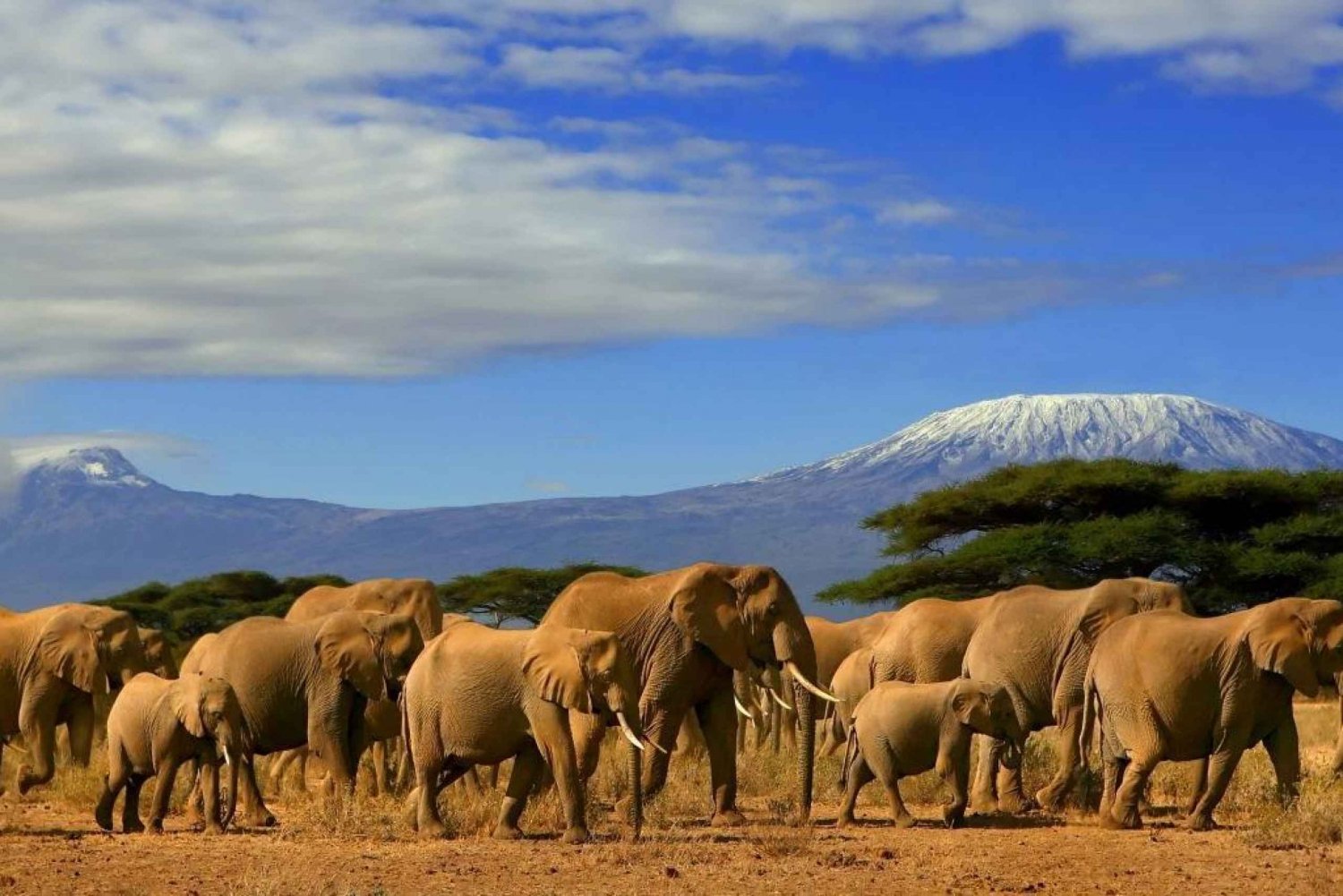 From Nairobi or Mombasa: Amboseli National Park 3-Day Tour