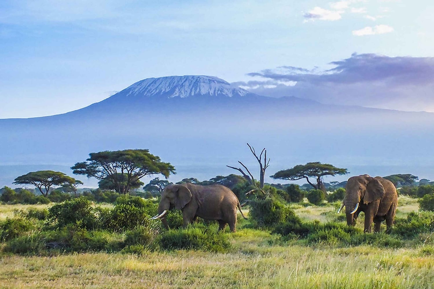 From Nairobi or Mombasa: Amboseli National Park 3 Day Tour