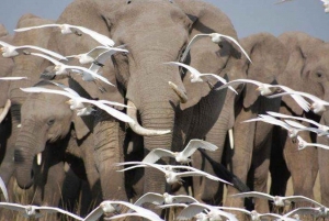 From Nairobi or Mombasa: Amboseli National Park 3-Day Tour