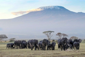 Depuis Nairobi ou Mombasa : Visite de 3 jours du parc national d'Amboseli