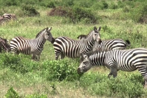 Z Nairobi lub Mombasy: 3-dniowa wycieczka do Parku Narodowego Amboseli