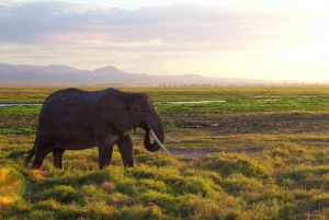 Från Nairobi eller Mombasa: Amboseli nationalpark 3-dagars tur