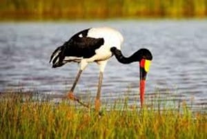 Fra Nairobi eller Mombasa: Amboseli nasjonalpark 3-dagers tur