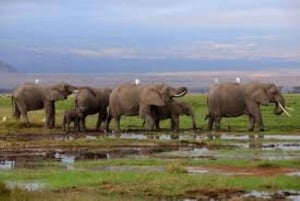 Fra Nairobi eller Mombasa: Amboseli nasjonalpark 3-dagers tur