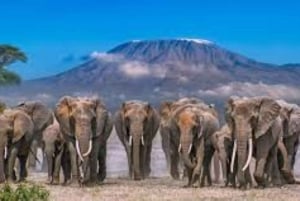 Fra Nairobi eller Mombasa: Amboseli nasjonalpark 3-dagers tur