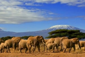 From Nairobi or Mombasa: Amboseli National Park 3 Day Tour