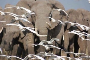 From Nairobi or Mombasa: Amboseli National Park 3 Day Tour