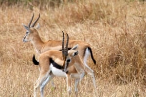 From Nairobi or Mombasa: Amboseli National Park 3 Day Tour