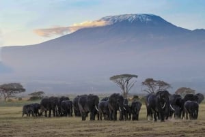 From Nairobi or Mombasa: Amboseli National Park 3 Day Tour