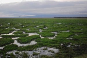 From Nairobi or Mombasa: Amboseli National Park 3 Day Tour