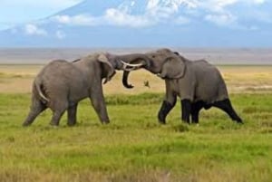 From Nairobi or Mombasa: Amboseli National Park 3 Day Tour