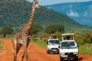 From Nairobi or Mombasa: Amboseli National Park 3 Day Tour