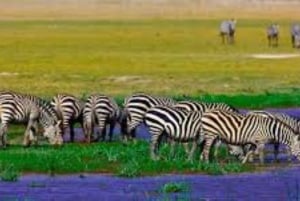 From Nairobi or Mombasa: Amboseli National Park 3 Day Tour